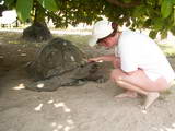√игантские черепахи - еще одна достопримечательность острова